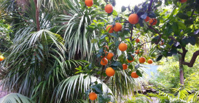Original Sorrento Coast Oranges